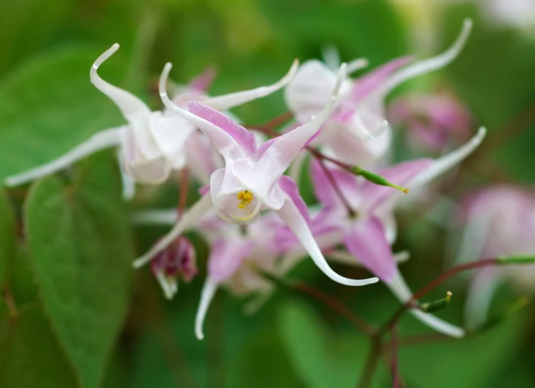 Epimedium