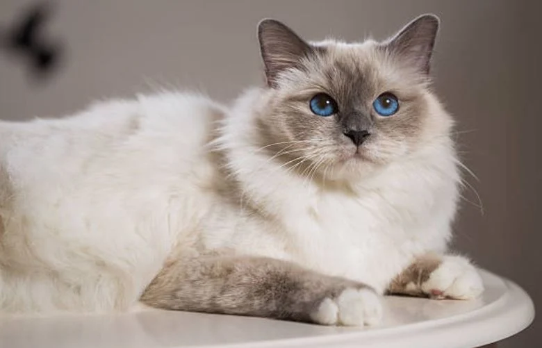 Le birman
