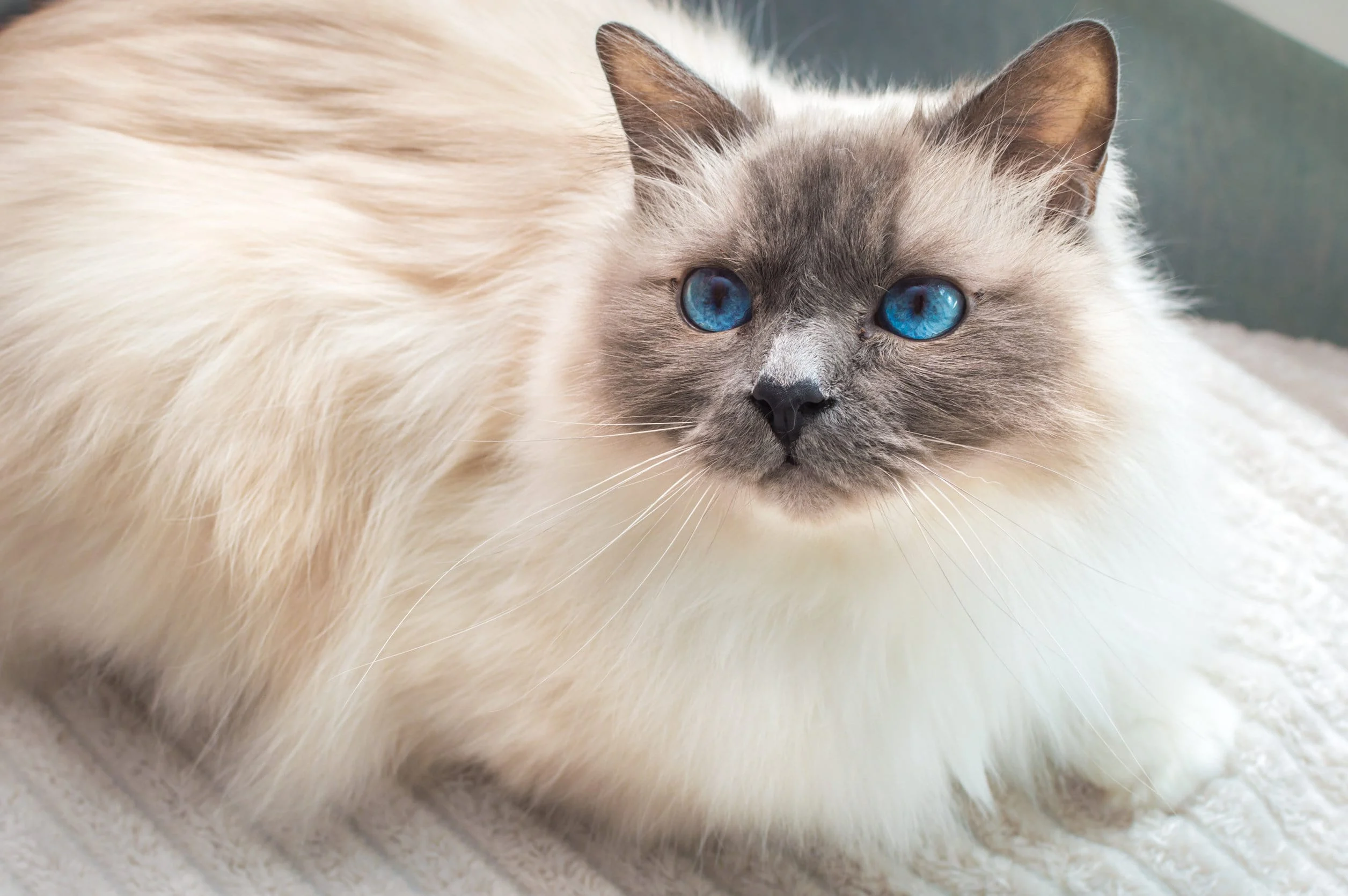 Le birman