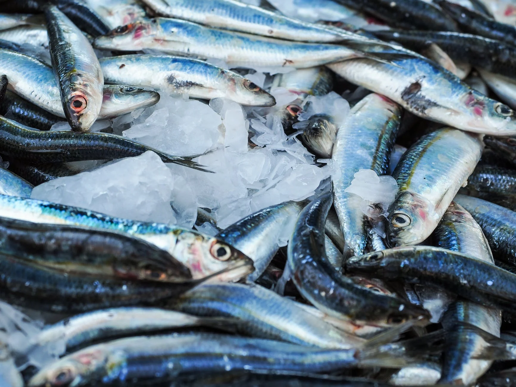 Les poissons gras