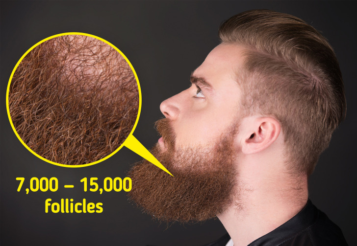 Leur barbe contient jusqu'à 15 000 follicules