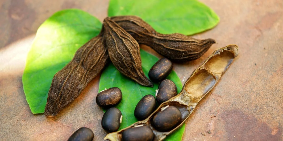 Mucuna pruriens