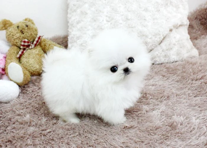chien Poméranien Spitz