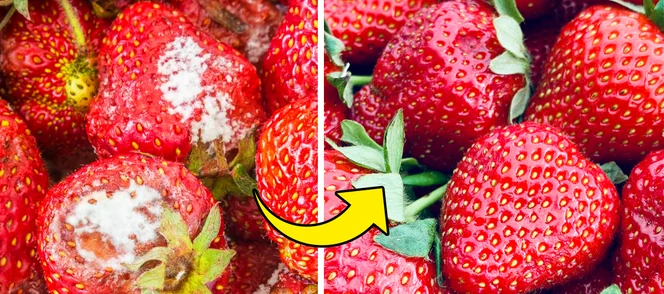 Rincez vos fraises dans du vinaigre