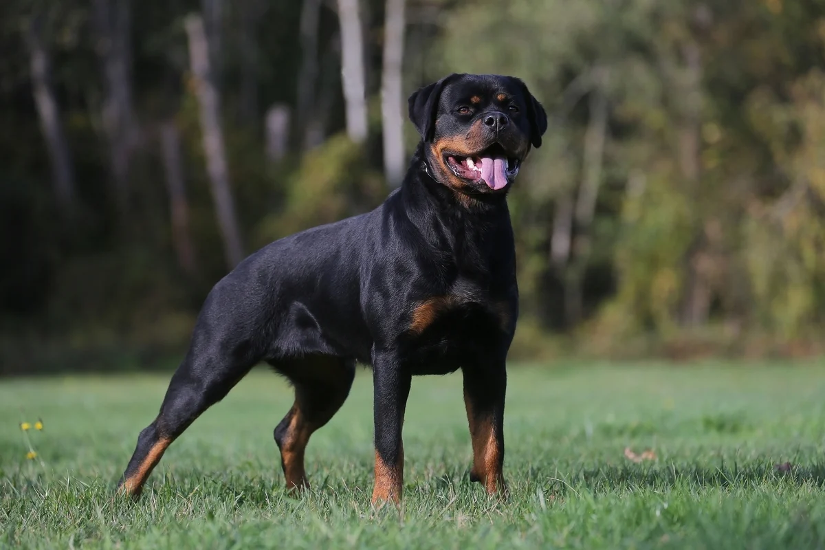 Rottweiler
