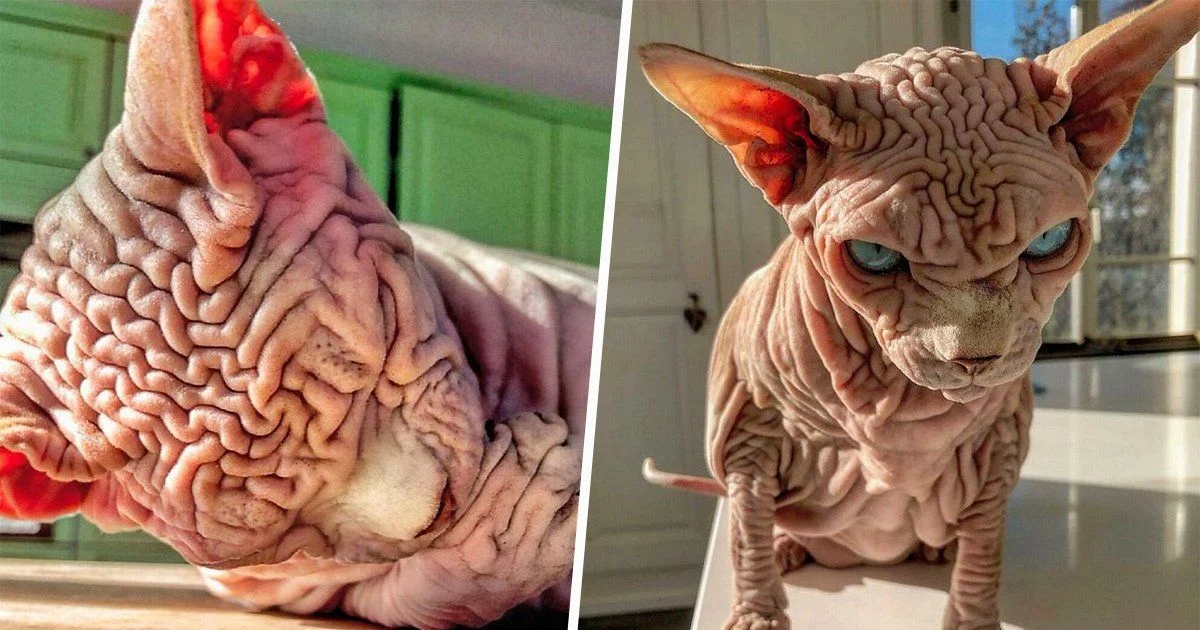 Sphynx