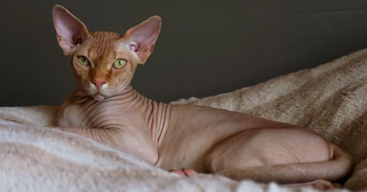 Sphynx