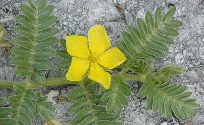 Tribulus