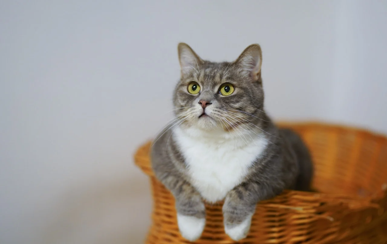 Les chats ont des besoins nutritionnels radicalement différents