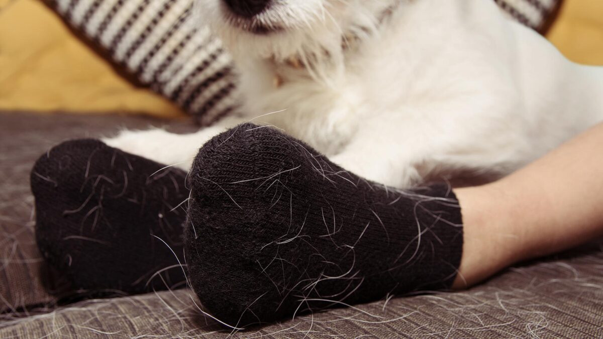 10 méthodes imparables pour s’en débarrasser de votre maison 00 poils animaux Les chats et les chiens poils