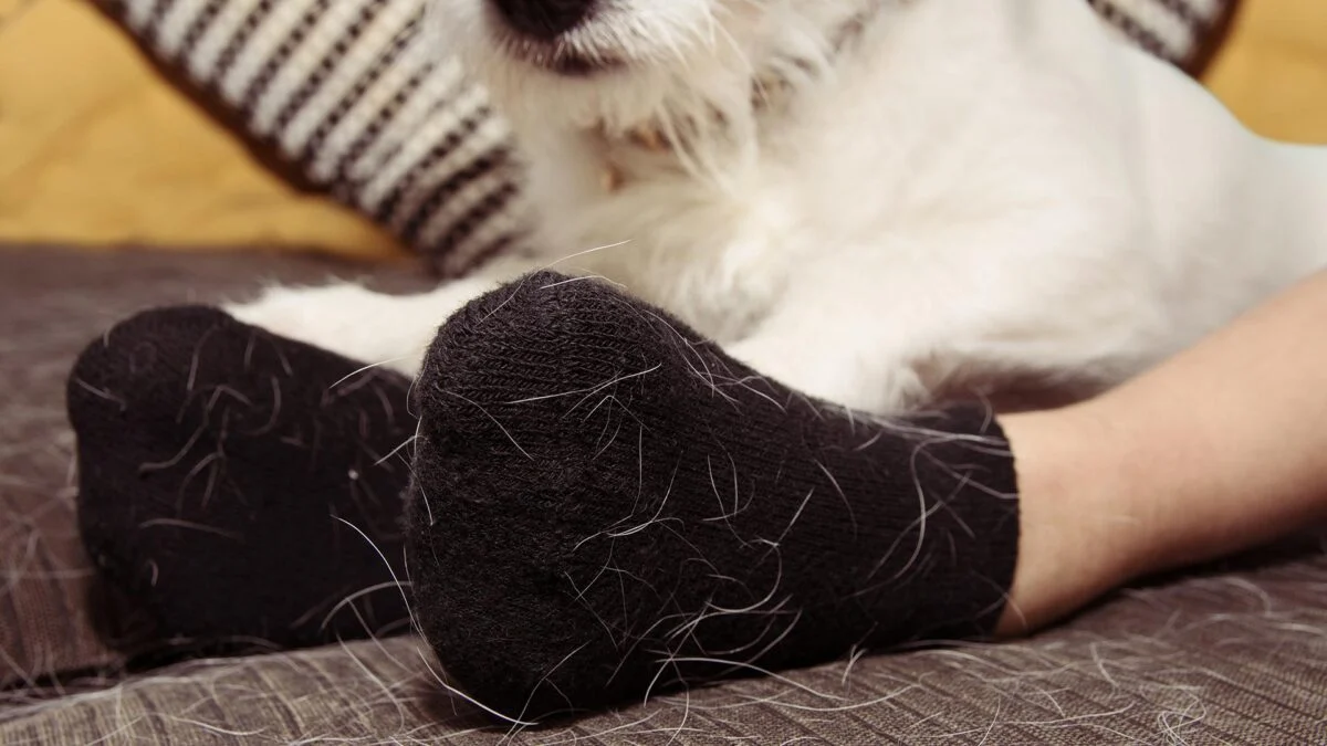 10 méthodes imparables pour s’en débarrasser de votre maison 00 poils animaux Les chats et les chiens poils