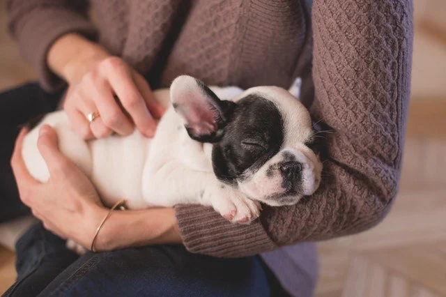 10 conseils pour prendre soin de son animal de compagnie de manière responsable