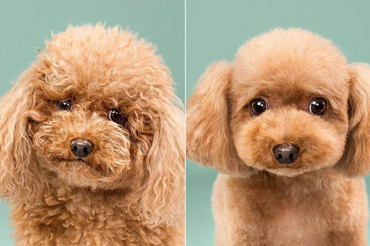 11 chiens transformés grâce à une visite chez le toiletteur00 toilettage Hygiène et odeur améliorées !