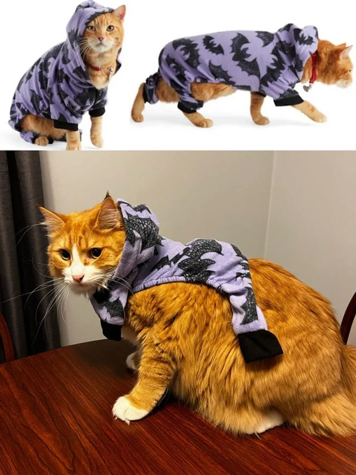 la taille de mon chat