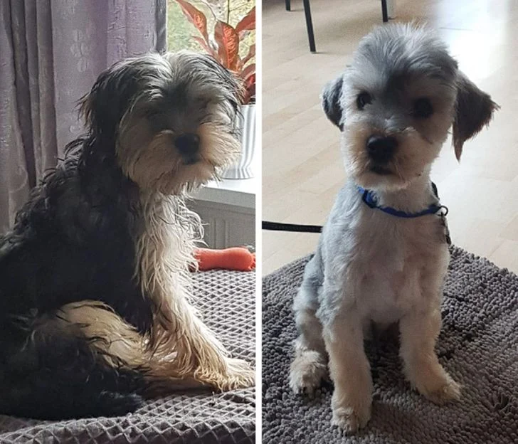 Couper les griffes réduit le risque de développer une mauvaise posture ou des déformations osseuses