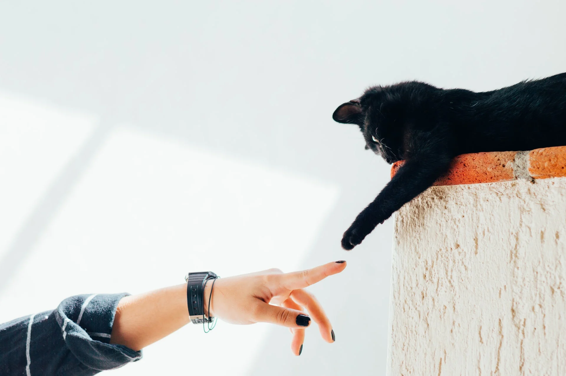 Les chats ont le sens du toucher