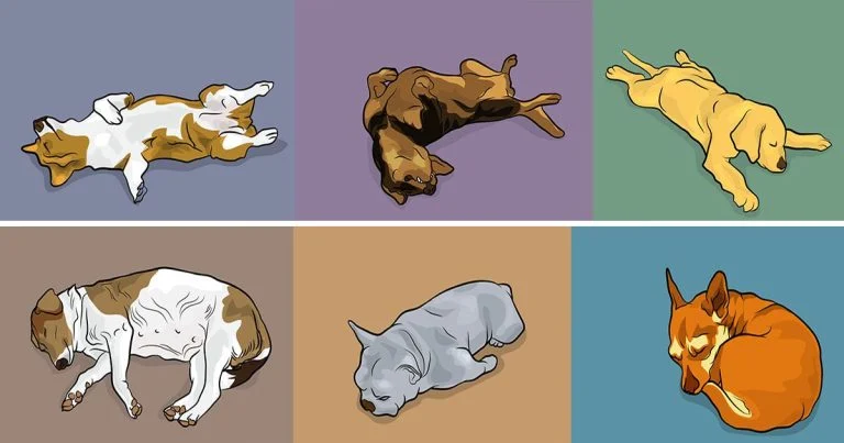 positions de sommeil de votre chien et ce qu’elles révèlent sur sa personnalité
