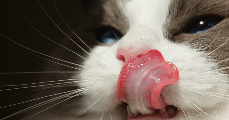 les chats lèchent tout le temps tout ce qui les attirent