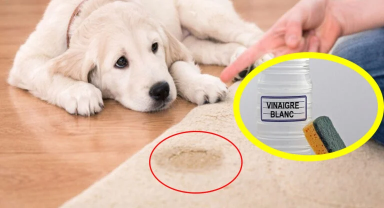 vinaigre blanc animaux odeur