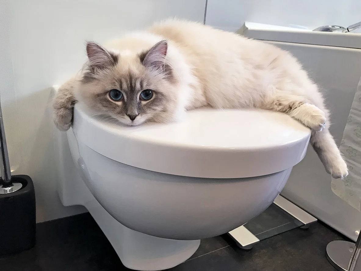 Votre chat vous aime