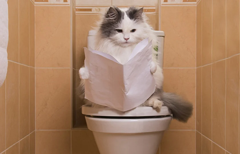 Le bon moment pour attirer l'attention