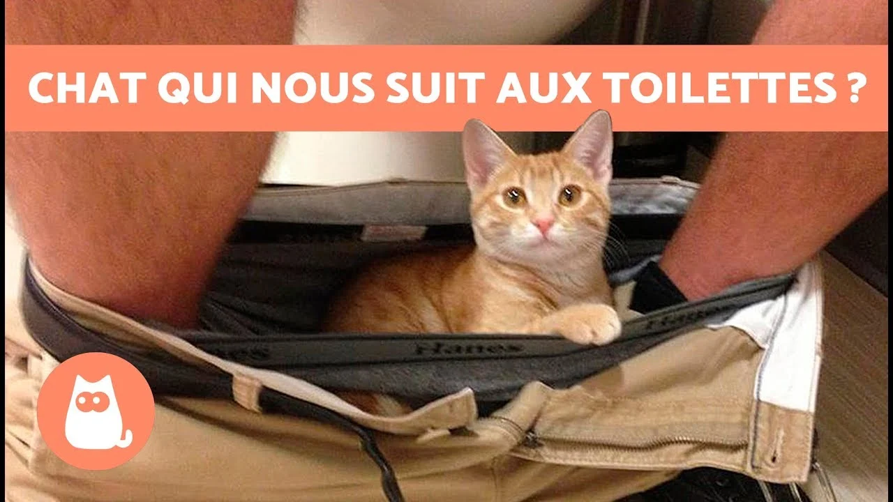 7 raisons qui expliquent pourquoi votre chats vous suit aux toilettes