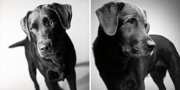 Le vieillissement des chiens
