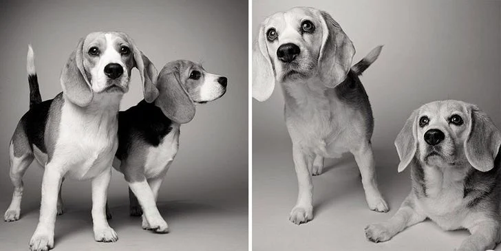 yeux de votre chien