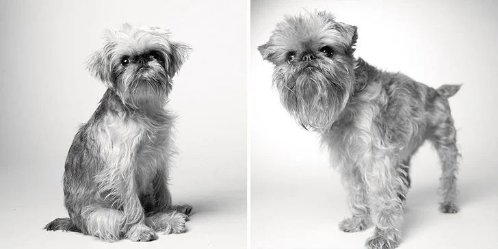 Le vieillissement des chiens