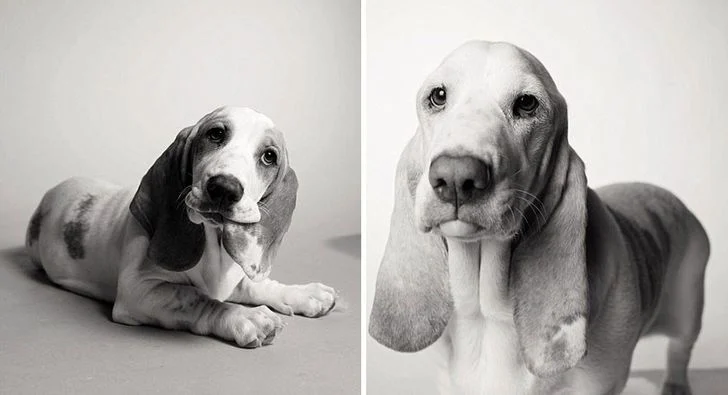 Le vieillissement des chiens