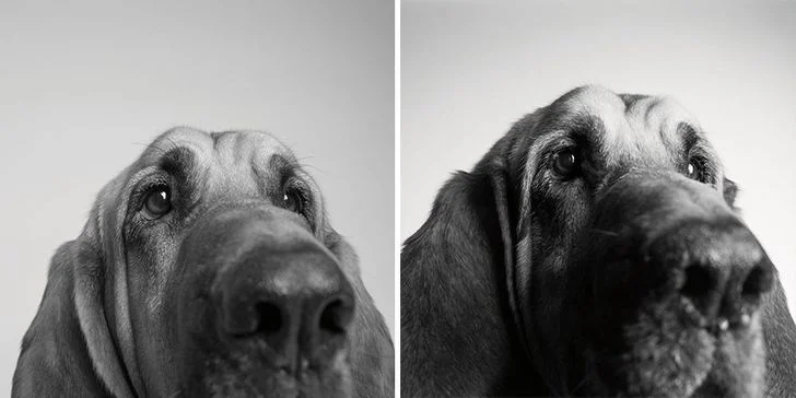 Le vieillissement des chiens