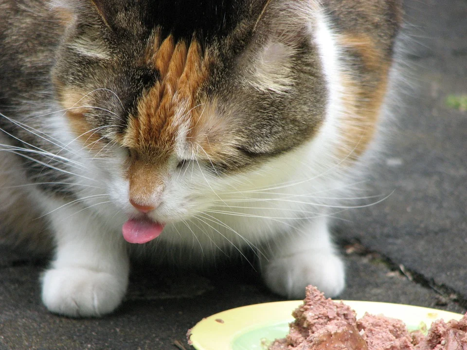 L'aversion alimentaire