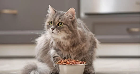 Température des aliments