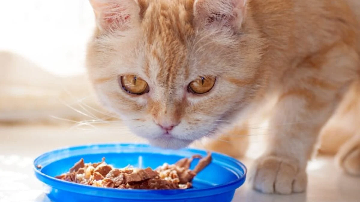 8 raisons pour lesquelles votre chat a cessé de manger sa nourriture7 chat a cessé de manger sa nourriture