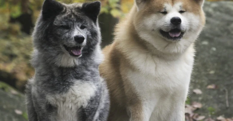 races Akita
