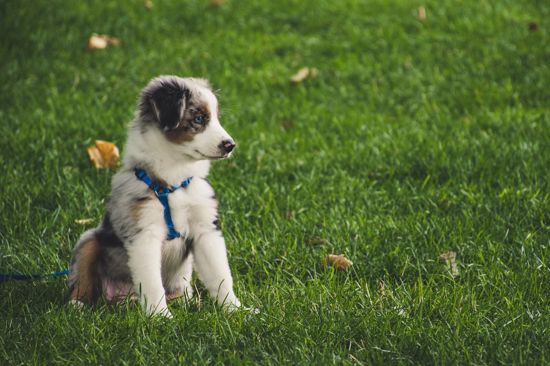 Amener les chiots dans un parc pour chiens