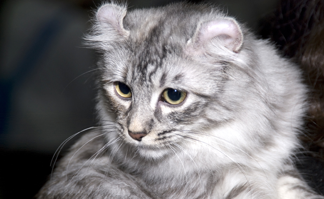 American Curl