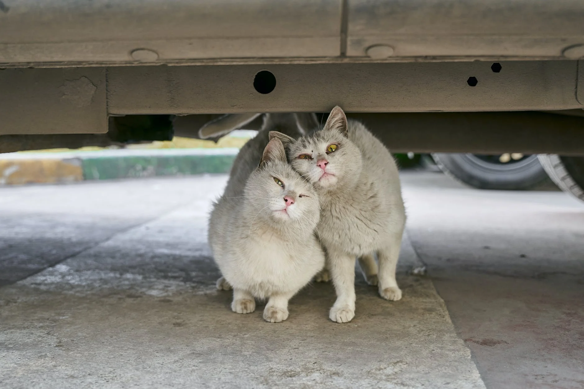 Approchez le chat de la même manière qu'ils se saluent