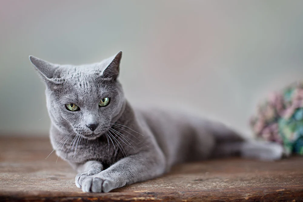 Bleu russe