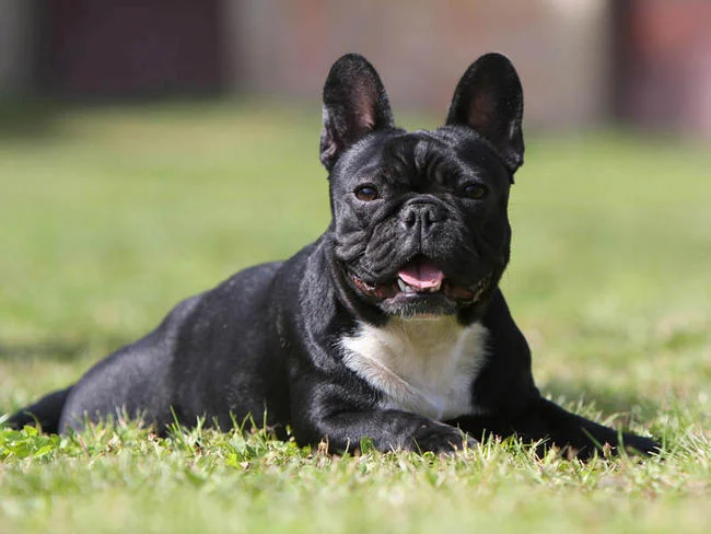 Bulldog français