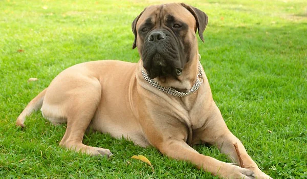 Bullmastiff