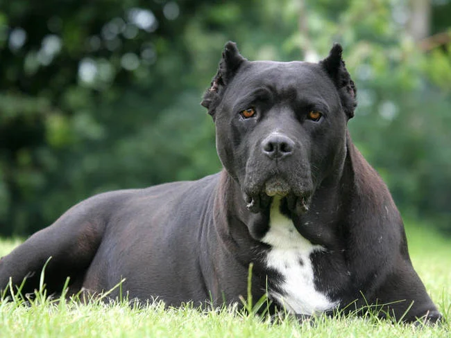 Cane Corso