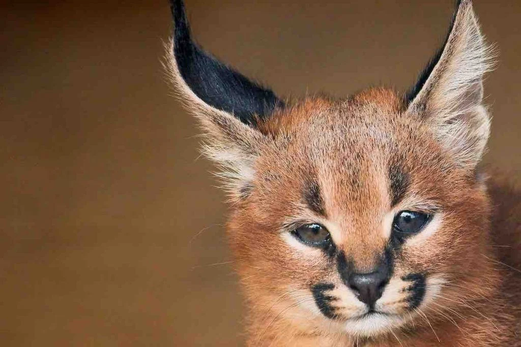 Caracal