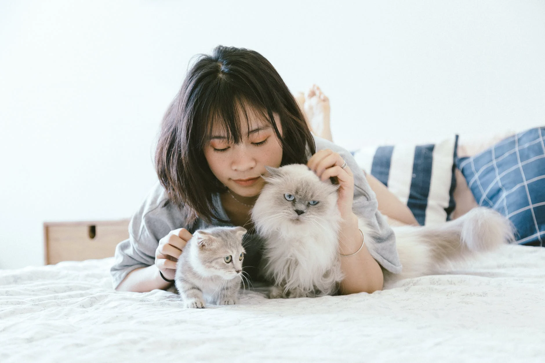 Caressez les chats aux endroits qu'ils préfèrent...