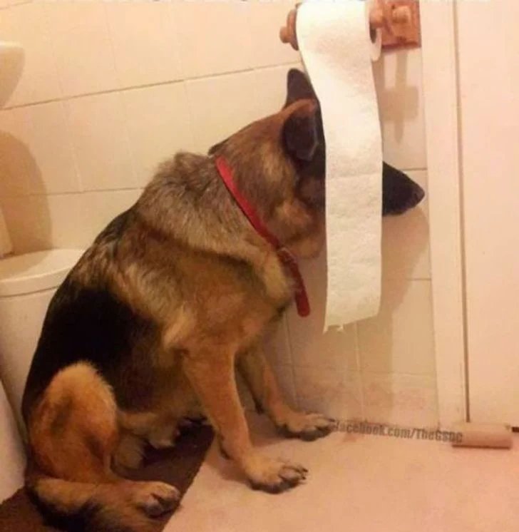 Ce chien semble avoir oublié qu'il n'est plus le petit chiot qui se cachait si bien auparavant.