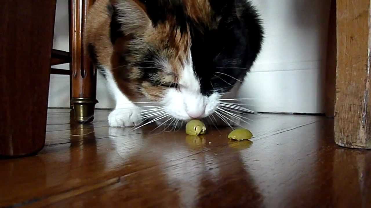 Certains chats raffolent d'aliments inattendus