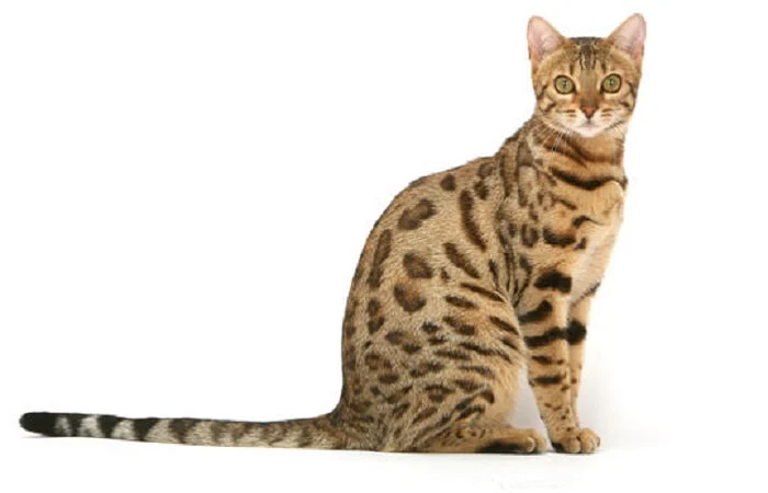 Chat Serengeti