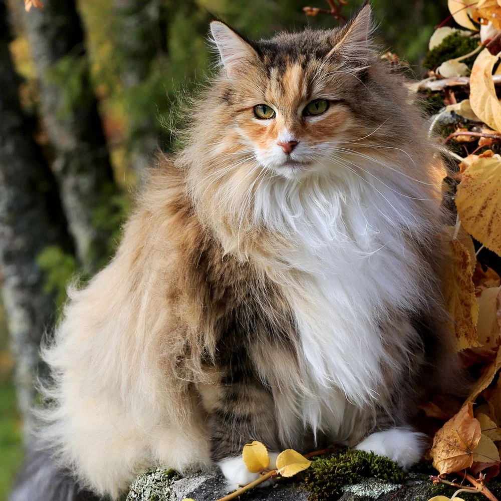 Chat des forêts norvégiennes
