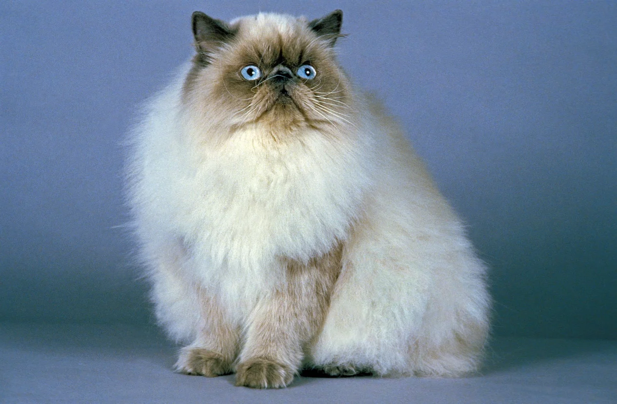 Chat himalayen