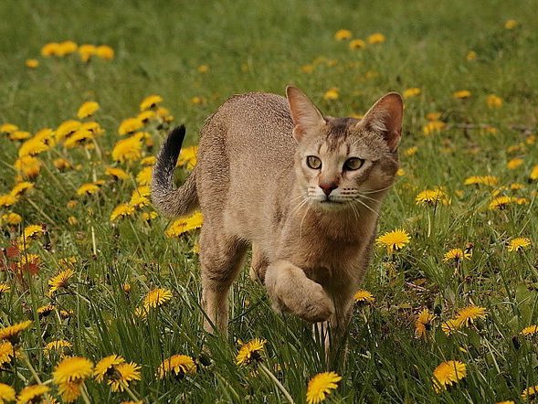 Chausie